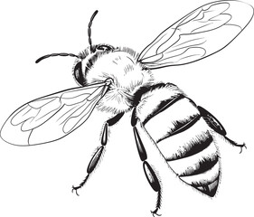 Detailed Bee Drawing in Classic Black Vector Style Graceful Bee Vector Icon with Bold Black Line Elements