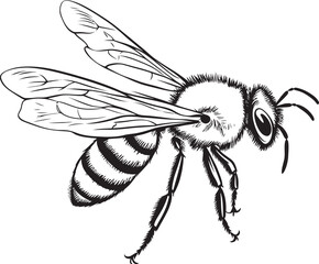 Detailed Black Bee Logo Featuring Intricate Vector Linework Modern Bee Vector Illustration with Refined Black Details