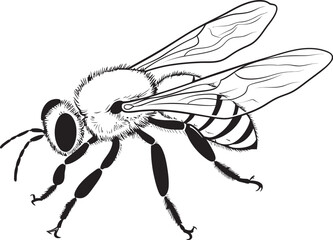 Modern Bee Vector Illustration with Refined Black Details Artistic Black Bee Drawing in Stylish Vector Line Design