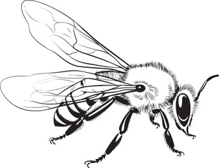 Elegant Black Bee Vector Drawing with Sophisticated Elements Contemporary Bee Illustration Featuring Clean Black Lines