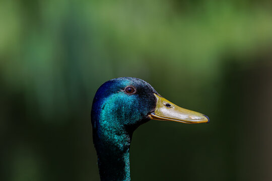 A very high detailed close-up from a mallard or wild duck (Anas platyrhynchos)