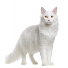 Obraz premium Elegant Turkish Angora Cat Standing Gracefully on White Background