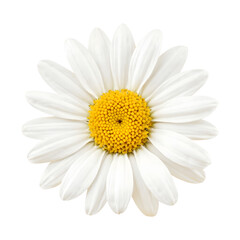 Fototapeta premium Daisy flower with yellow center, isolated, transparent background