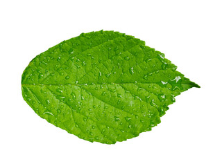 Fresh green leaf with moisture droplets showcasing nature's beauty and detail in a simple setting
