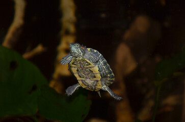 turtle swims in an aquarium