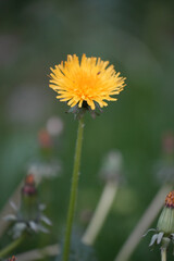 Dandelion flower close-up macro shot