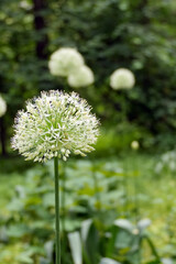 allium global Master