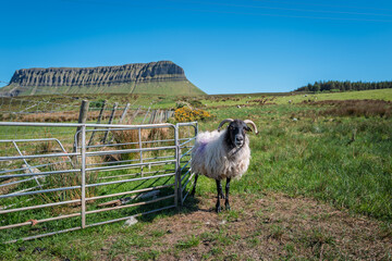 Sligo, Ireland - May 16 2025 