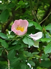 Hundsrose