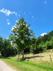 Baum auf Wiese