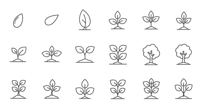 Plant Growth Stages Seed to Tree - Line Icons Set