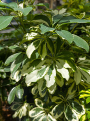 Vibrant green and white foliage on a sunny day in a lush garden setting with thriving houseplants