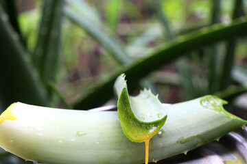 Close-up of aloe vera with gel flowing from the stem.Aloe vera gel is used in cosmetics & food ingredients.