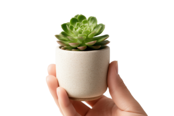 A hand holding a beautiful succulent plant in a ceramic pot Isolated on transparent Background