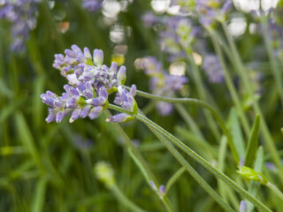 Lavender blossoms thrive in a vibrant garden during the summer months near a sunlit path
