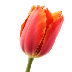 Red tulip flower isolated on transparent background