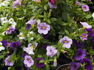 Garden display featuring vibrant petunias in various colors during a sunny afternoon