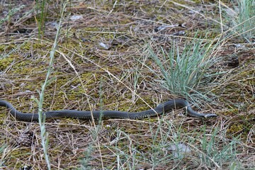 Grass Snake on the ground in a pine forest in the early spring