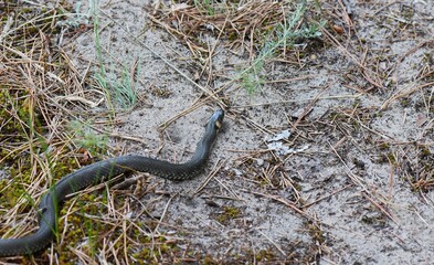 Grass Snake on the ground in a pine forest in the early spring