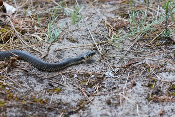 Grass Snake on the ground in a pine forest in the early spring