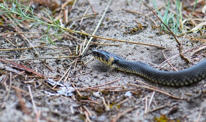 Fototapeta premium Grass Snake on the ground in a pine forest in the early spring