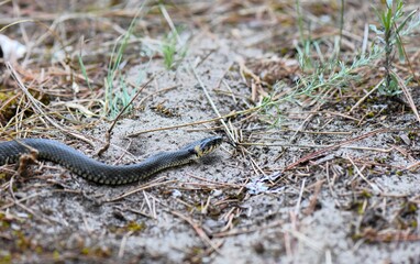 Grass Snake on the ground in a pine forest in the early spring