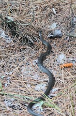 Grass Snake on the ground in a pine forest in the early spring