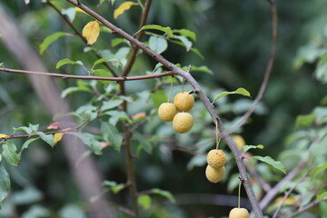 Ripe wild yellow cherry Prunus cerasifera fruit on the tree in the forest