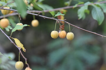 Ripe wild yellow cherry Prunus cerasifera fruit on the tree in the forest