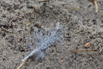 feather covered with morning dew on the ground. Close-up. Natural background