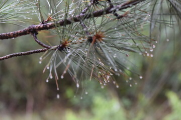 Pine branch with raindrops on a blurred background. Close-up