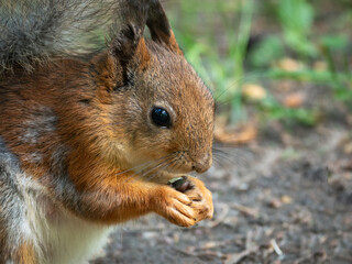 Red squirrel eating a sunflower seed