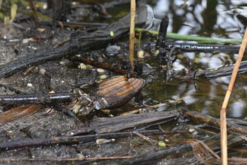 A closeup shot of a mollusk on a swamp in the forest