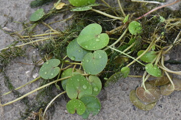 Water drops on the green leaves of a centella asiatica
