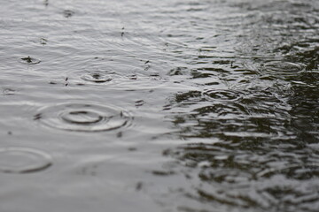 Flock of water striders swimming in the lake under the rain. Selective focus