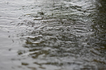 Flock of water striders swimming in the lake under the rain. Selective focus
