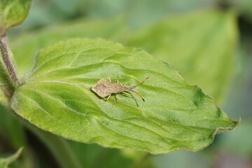 Rhombic leatherbug (Syromastus rhombeus). Family: Squash bugs, Leaffooted bugs (Coreidae). On a leaf of red campion, red catchfly (Silene dioica). Family. Aphididae. Spring, May, Dutch garden.