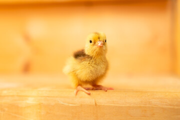 Cute independent baby quail chick with curious expression, showcasing nature's wonder and the rewards of careful poultry farming.