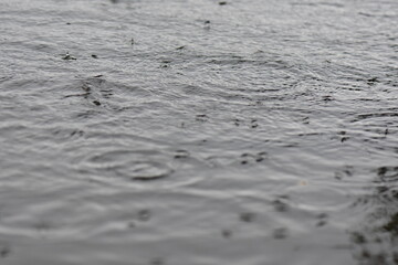 Flock of water striders swimming in the lake under the rain. Selective focus
