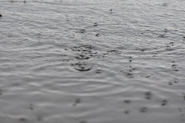 Flock of water striders swimming in the lake under the rain. Selective focus