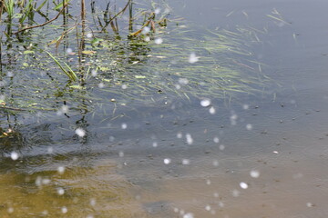 raindrops on the surface of the lake with waterhoppers, closeup of photo