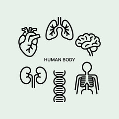 Fototapeta premium Human body organs and skeleton isolated on white background, including heart, lungs, brain, kidneys, dna and skeleton in a minimalist style