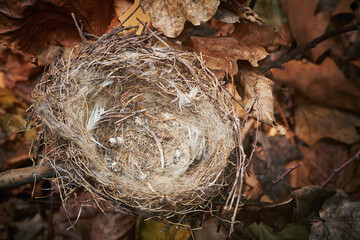 Bird nest on a tree branch against the backdrop of bright autumn foliage