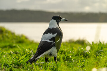 Australian Magpie Standing Alert on Bright Green Grass with Blurred Background