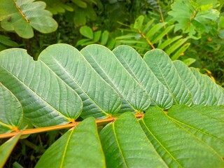 Ketepeng plants in tropical nature borneo