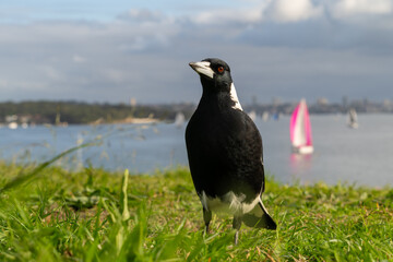 Australia Magpie Standing in the Grass by the Water
