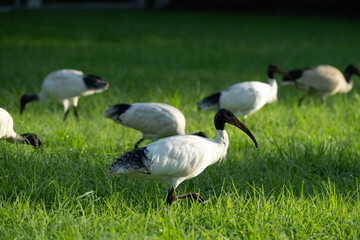 Flock of Australian Ibises Foraging on the Grass in the Sunlight