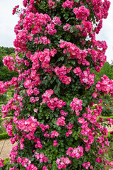 Beautiful pink cup shaped rose flower blooming in a rose garden in Izu.