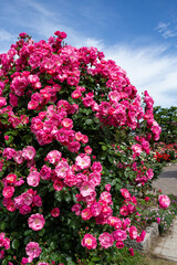 Beautiful pink cup shaped rose flower blooming in a rose garden in Izu.