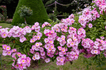 Scene of beautiful pink roses blooming in the rose garden.　